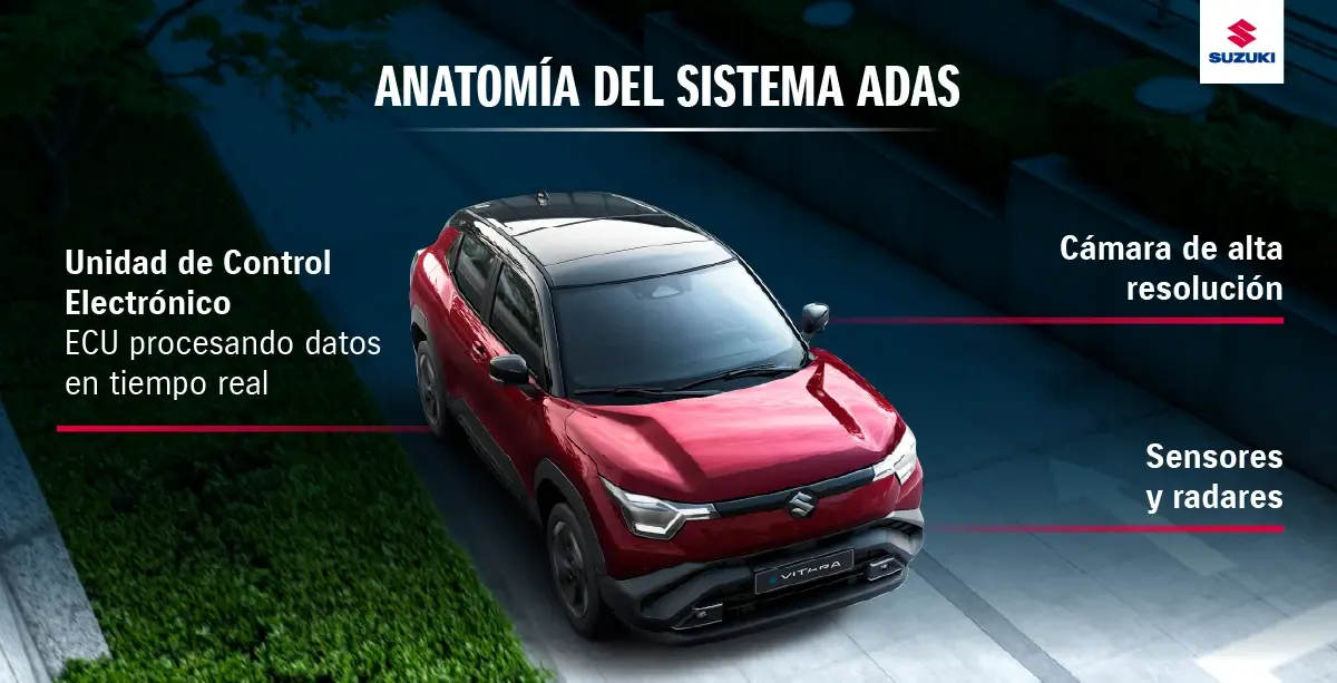 Sistema ADAS: Anatomía básica.
